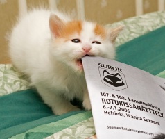 photo 028001 . bonus photo Turkish van kitten from Cesmes-cattery studies the show catalogue. . 2006-01-06