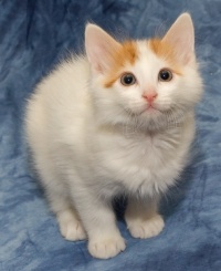 photo 030312 . bonus photo Turkish van kitten from Cesmes-cattery. . 2006-01-07