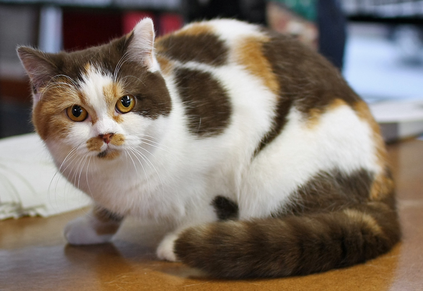 Окрас биколор. Британская трехшерстная кошка. Британская кошка трехцветная. Британец биколор Арлекин. Сибирская биколор короткошерстная.