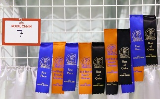 photo 094144 . a collection of CFA ribbons . 2008-05-04