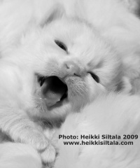 photo 120001 . the opening photo: Turkish Van kitten from Ilveslinnan cattery . 2009-03-14