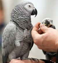 photo 171029 . Grey Parrot . 2011-04-17