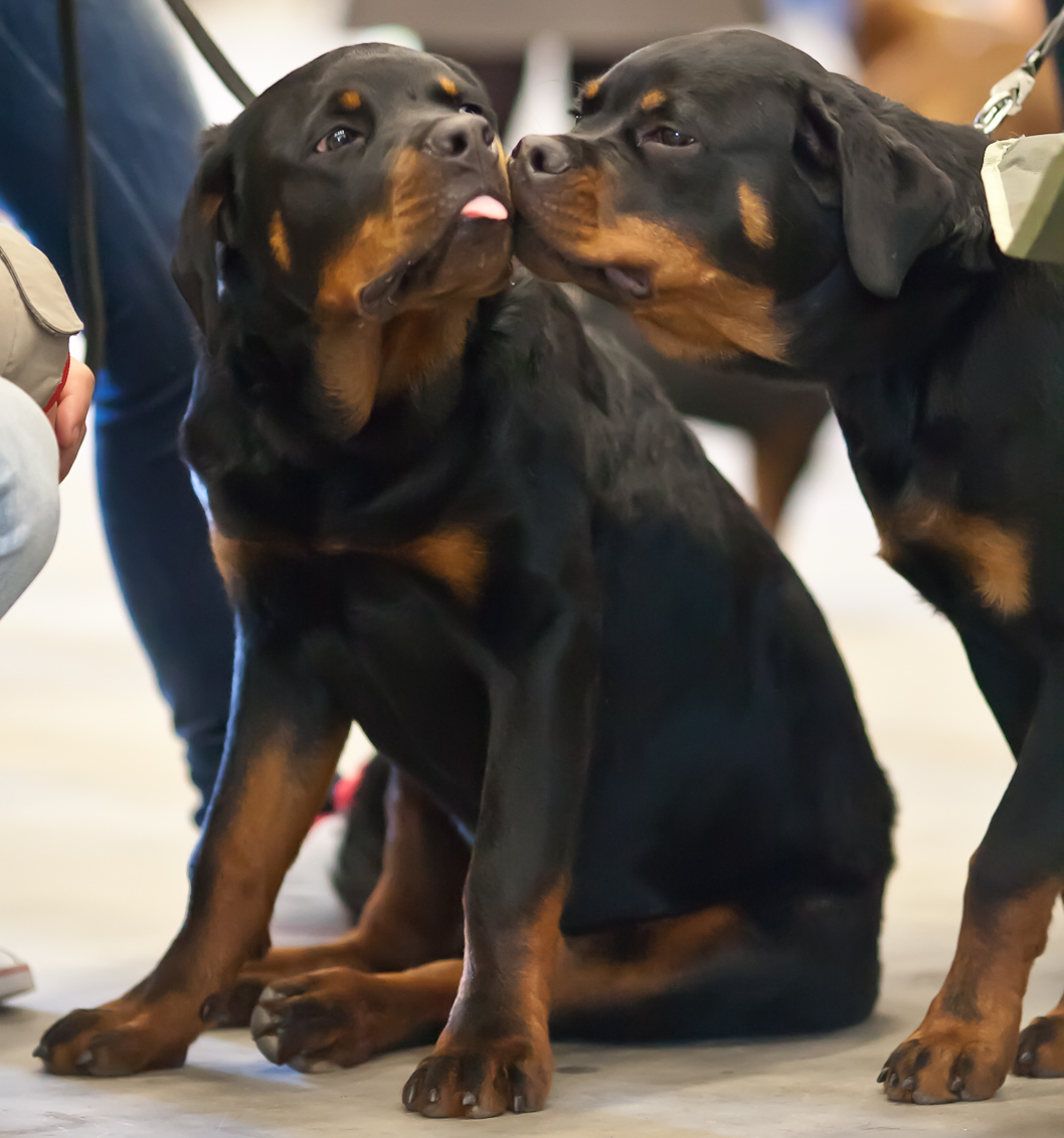 two Rottweilers, photo 171043, 2011-04-17