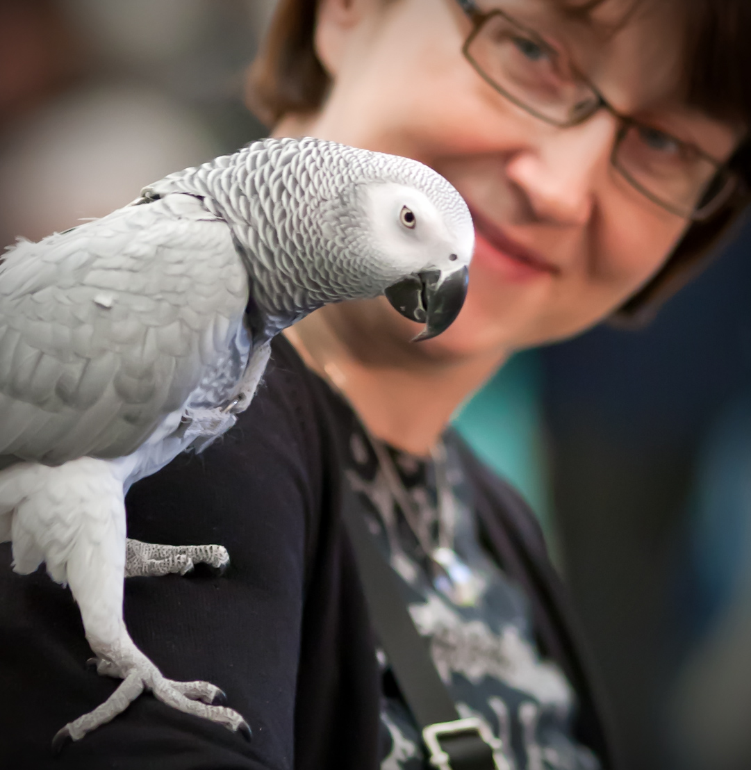 Grey Parrot, photo 171045, 2011-04-17