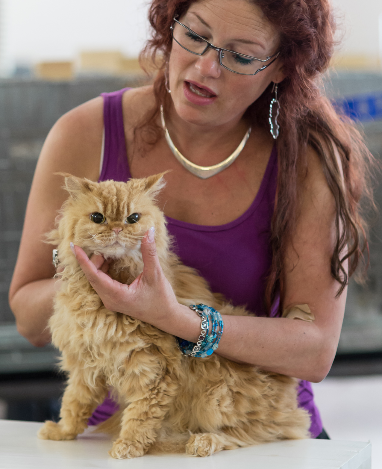 SGCA Flodo Cats Alejandro [SRL d 22], photo 223014, 2014-07-12